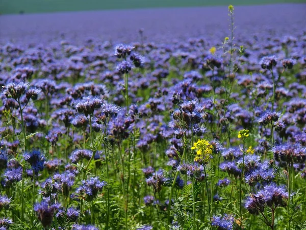 Campo de Tansy roxo no campo no dia quente do verão. Flores roxas azuis verdes em flor estão tremendo com abelhas zumbido — Fotografia de Stock