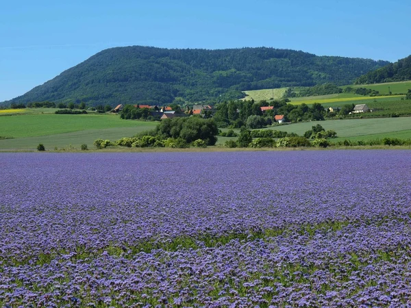 紫菊外地农村在炎热的夏天的一天。绿、 蓝紫色的花朵盛开在颤抖与蜜蜂的嗡嗡声 — 图库照片