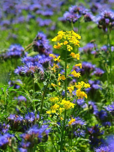 Détail de la fleur de viol dans le champ bleu frais Purple Tansy en arrière-plan. Contraste de jaune vif avec des fleurs pourpres bleues vertes en fleur tremblent avec des abeilles buzz — Photo