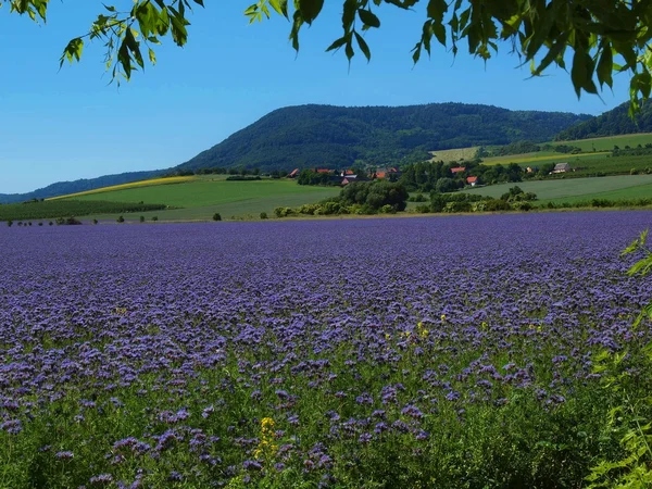 Fialový řebříček pole v krajině v horkém letním dni. zelené modré fialové květy v květu se třesou s včel rozruch — Stock fotografie
