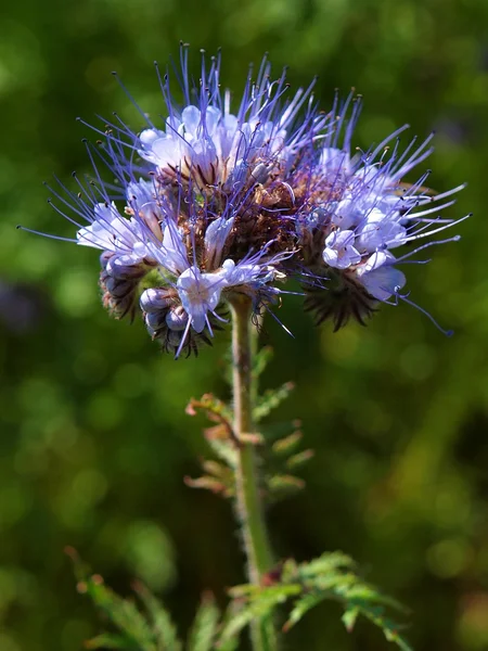 Detail of Purple Tansy in field in background. Green blue purple flower in blossom are shaking with buzz bees