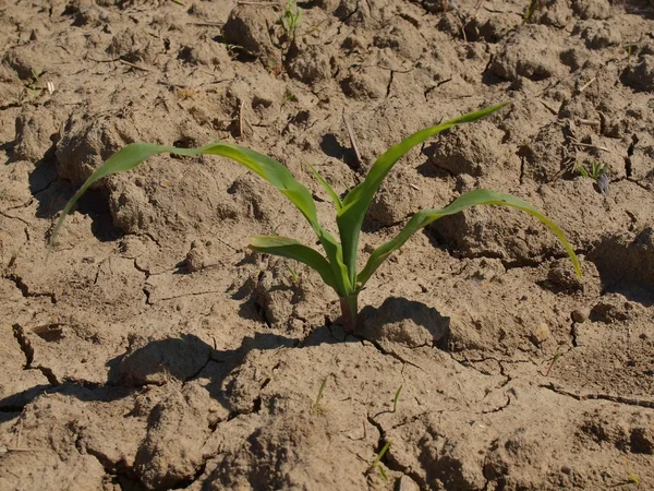 Terreno seco de barro rachado com a última flor verde. Formas afiadas de sombras do sol quente do verão . — Fotografia de Stock