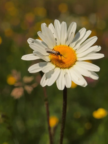 Çayır çiçeği çiçeklenir. Beyaz papatya çiçek yaprak, çiçek açan bitki görünümüne kapat. — Stok fotoğraf