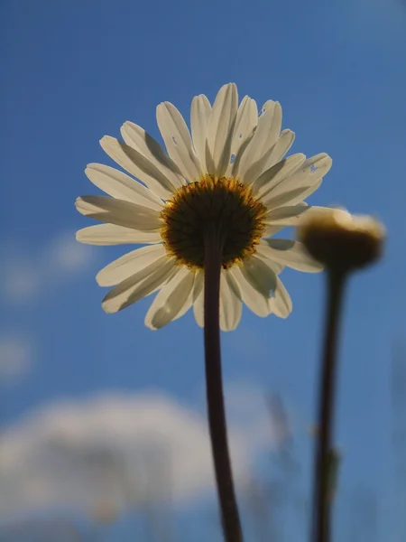 Riktiga äng blomma i blossom. Vita daisy stjälk från undersidan, på nära håll se till blommande ört. — Stockfoto