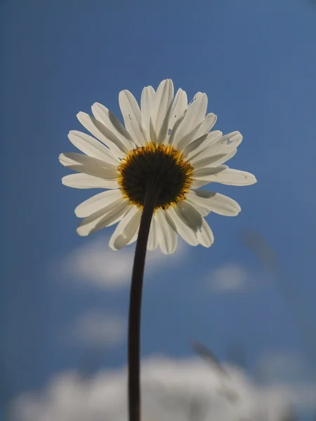 Flor real del prado en flor. Tallo de margarita blanca desde el lado inferior, vista de cerca a la hierba floreciente . — Foto de Stock