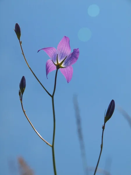 Bluebell květu v louce. — Stock fotografie
