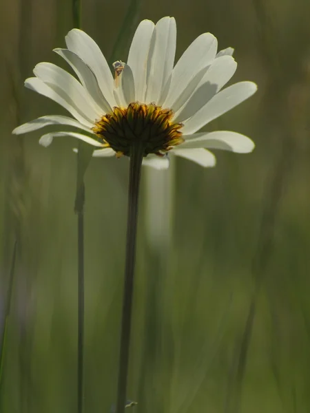 Flor real del prado en flor. Tallo de margarita blanca desde el lado inferior, vista de cerca a la hierba floreciente . —  Fotos de Stock