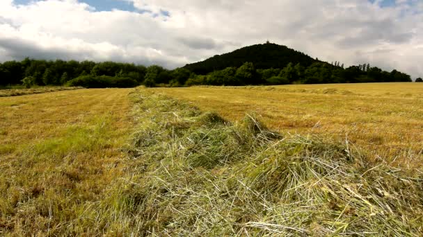 Dry grass on meadow in farmland bellow hill. Stalks are shaiking in wind.  Haymaking in the countryside below hills. Hot summer day. — Stock Video