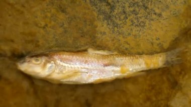 Kanalizasyon suyu ölüm küçük bir balık. korkunç koku su ölüm yavru vücut sıçramasına ve hızlı bir şekilde hareket baloncuklar oluşturmak