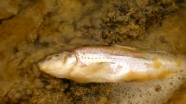 Kanalizasyon suyu ölüm küçük bir balık. korkunç koku su ölüm yavru vücut sıçramasına ve hızlı bir şekilde hareket baloncuklar oluşturmak.