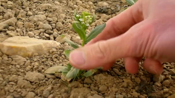 Rosa hud hand jänkare en liten blommande växt från extremt torrt dammiga lera. milda vinden tar bort damm från rötter, damm mellan fingrar, smutsiga naglar. — Stockvideo