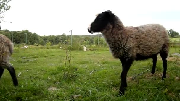 Молодые коричневые овцы пасут свежую зеленую траву на лугу — стоковое видео