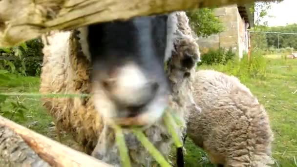 Les jeunes moutons bruns pâturent l'herbe verte fraîche sur la prairie 