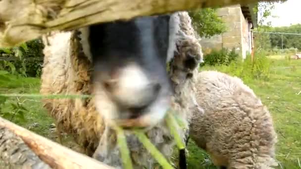 Ovejas jóvenes marrones están pastando hierba verde fresca en el prado — Vídeo de stock