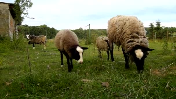 Ovejas jóvenes marrones están pastando hierba verde fresca en el prado — Vídeos de Stock