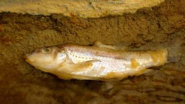 Död liten fisk i vattnet i avloppet. fruktansvärt lukt bevattnar stänk död tiddler kropp och skapa snabbt rörliga bubblor — Stockvideo
