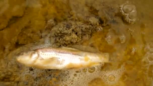 Death small fish in water of sewer. Terrible smell water is splashing death tiddler body and create quickly moving bubbles. — Stock Video