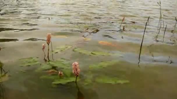 Vue rapprochée du niveau d'eau de l'étang avec des fleurs d'eau. L'eau oscille avec les plantes en fleurs 