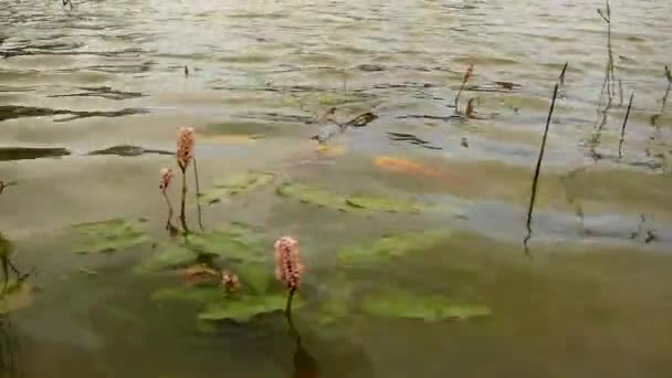 Close up view to pond water level with blossoms of water flower. Water is swinging with blooming plants — Stock Video