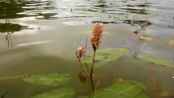 Zblízka pohled na vodní hladiny rybníka s květy vodního květu. voda je kyvná s kvetoucími rostlinami — Stock video