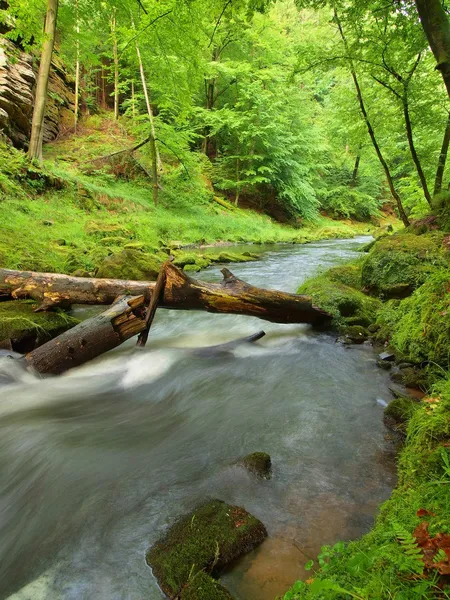 Riva del fiume sotto alberi verdi freschi al fiume di montagna. Aria fresca di primavera la sera dopo il giorno di pioggia . — Foto Stock