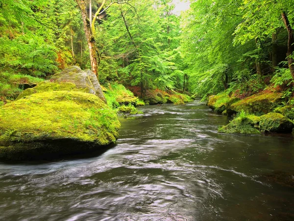 Fiume di montagna in profonda valle sotto freschi alberi verdi. Aria fresca di primavera la sera dopo il giorno di pioggia . — Foto Stock