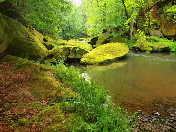 Ribera del río bajo árboles verdes frescos en el río de montaña. Aire fresco de primavera en la noche después del día lluvioso . —  Fotos de Stock
