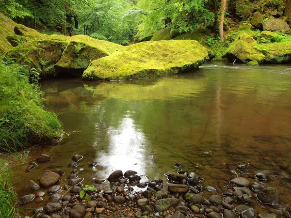 Wasserstand unter frischen grünen Bäumen am Gebirgsfluss. frische Frühlingsluft am Abend nach regnerischem Tag. — Stockfoto