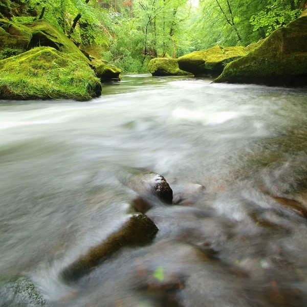 Rivière de montagne dans la vallée profonde sous les arbres verts frais. Air frais du printemps dans la soirée après le jour de pluie . — Photo