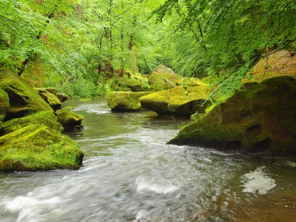 Livello dell'acqua sotto alberi verdi freschi al fiume di montagna. Aria fresca di primavera la sera dopo il giorno di pioggia . — Foto Stock