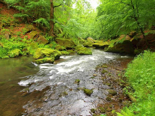 Gebirgsfluss im tiefen Tal unter frischen grünen Bäumen. frische Frühlingsluft am Abend nach regnerischem Tag. — Stockfoto