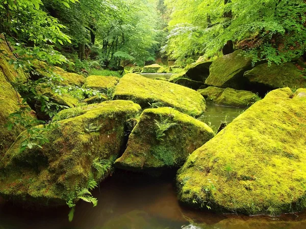 Vista al arroyo de montaña debajo de árboles verdes frescos. El nivel del agua hace reflejos verdes. El final del verano en el río de montaña . —  Fotos de Stock