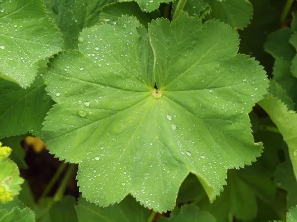 Wet wavy leaf with small rain drops — Stock Photo, Image