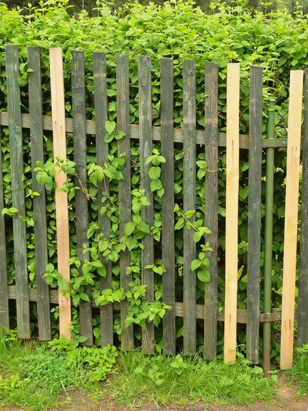 Old wooden fence around the garden with few new pales, fresh green hedge in the background. — Stock Photo, Image