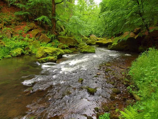 Aguas claras y borrosas del río de montaña con reflejos. Barranco cubierto de hayas y árboles de arce con las primeras hojas de colores, gotas de lluvia en helecho verde claro. Fin del verano en las montañas —  Fotos de Stock