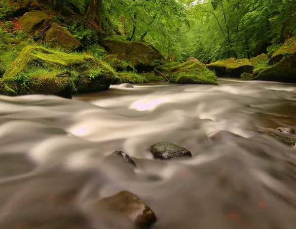 Regniga landskapet. Forsar på mountain river med stora mossiga stenblock i ström. Grenar av träd med färska gröna blad. Färsk våren luft på kvällen efter regnig dag. — Stockfoto