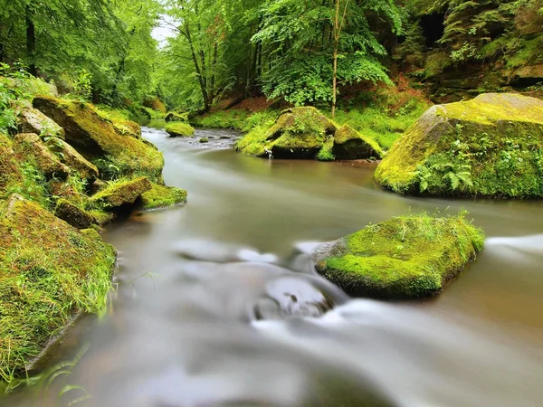 Paesaggio piovoso. Rapide su fiume di montagna con grandi massi muscosi in corrente. Rami di alberi con foglie verdi fresche. Aria fresca di primavera la sera dopo il giorno di pioggia . — Foto Stock