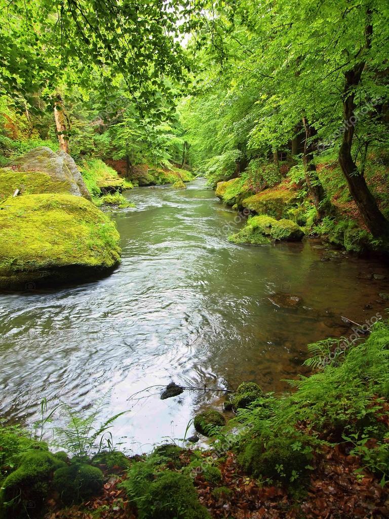 Mountain river with big mossy boulders in stream. Branches of trees ...