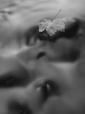 akçaağaç yaprağı dağ nehir bulanık suda bazalt taşı üzerine kırık, ilk sonbahar yaprakları