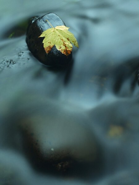 Broken maple leaf on basalt stone in water of mountain river, first autumn leaves