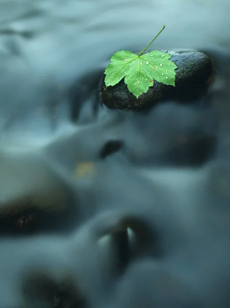 Foglia d'acero rotta su pietra di basalto in acqua di fiume di montagna, prime foglie di autunno — Foto Stock