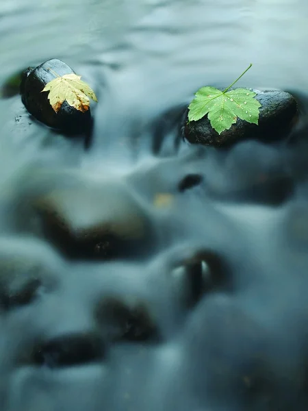 Foglia d'acero rotta su pietra di basalto in acqua di fiume di montagna, prime foglie di autunno — Foto Stock