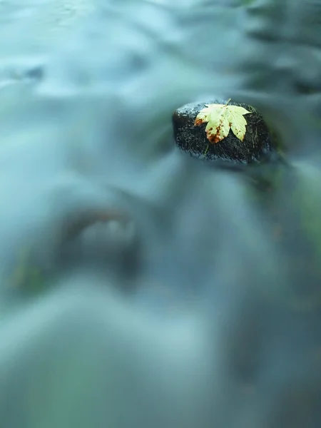 Zerbrochenes Ahornblatt auf Basaltstein im Wasser des Gebirgsflusses, erste Herbstblätter — Stockfoto
