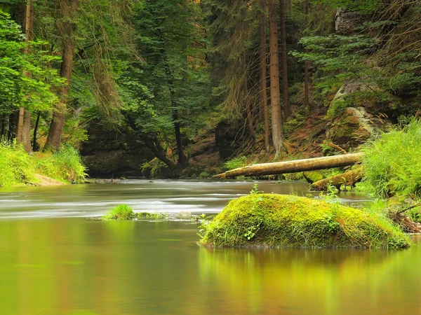 View to mountain stream below fresh green trees. Water level makes green reflections. The end of summer at mountain river. — Stock Photo, Image