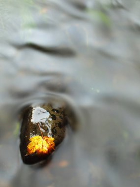 Bazalt taşı çürük akçaağaç yaprağı. Dağ çayı, bulanık vawes ilk sonbahar yaprakları.