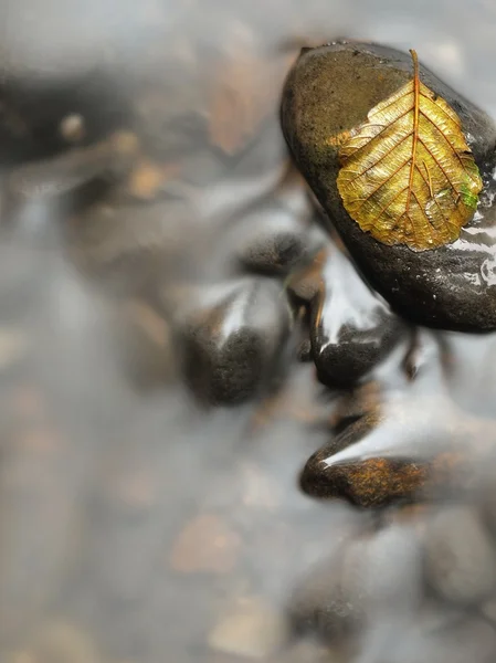 Yellow rotten alder leaf on basalt stone in blurred water of mountain river, first autumn leaves. — Stock Photo, Image