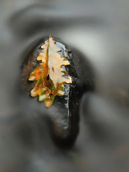 Hoja rota de roble viejo sobre piedra basáltica en agua borrosa del río de montaña, primeras hojas de otoño . — Foto de Stock