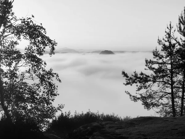 Outono vale nebuloso cheio de neblina manhã vista através de ramos. Alvorada nebulosa e nebulosa no ponto de vista de arenito no parque nacional Saxônia Suíça na Alemanha. Paisagem nebulosa . — Fotografia de Stock