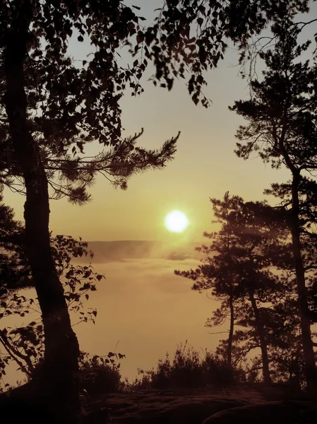 ザクセンで霧深い谷に葉ブナ枝を介してビュー スイス連邦共和国。砂岩のピーク霧の背景から増加し、霧が日の出のためのオレンジ. — ストック写真