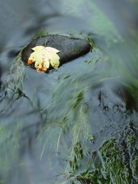 Sonbahar sezonu başlıyor. kırık akçaağaç yaprağı üzerinde bazalt taş dağ dere karanlık bulanık sudan Rapids'de yatıyordu. ilk sonbahar yaprakları.